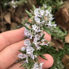 Rosmarinus officinalis at Phillip, ACT - 10 Jun 2021