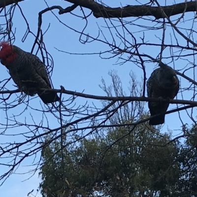 Callocephalon fimbriatum (Gang-gang Cockatoo) at Garran, ACT - 10 Jun 2021 by Tapirlord