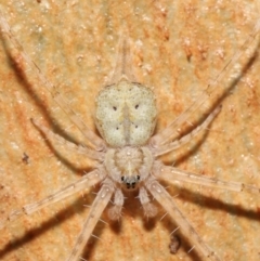 Tamopsis eucalypti (A two-tailed spider) at ANBG - 7 May 2021 by TimL