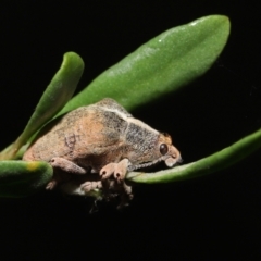 Gonipterus sp. (genus) at Acton, ACT - 7 May 2021