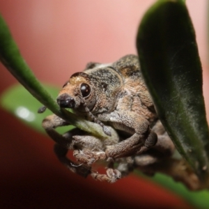 Gonipterus sp. (genus) at Acton, ACT - 7 May 2021