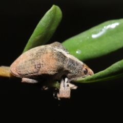 Gonipterus sp. (genus) at Acton, ACT - 7 May 2021