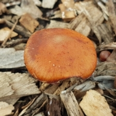 Leratiomcyes ceres (Red Woodchip Fungus) at Sullivans Creek, Lyneham South - 21 Jun 2021 by trevorpreston
