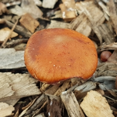 Leratiomcyes ceres (Red Woodchip Fungus) at Sullivans Creek, Lyneham South - 21 Jun 2021 by trevorpreston