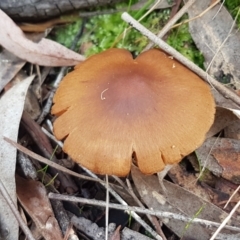 Cortinarius sp. (Cortinarius) at Gungaderra Grasslands - 22 Jun 2021 by tpreston