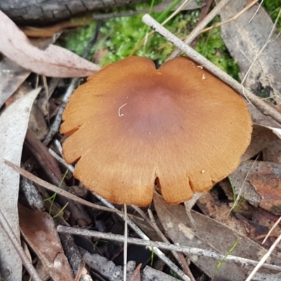 Cortinarius sp. (Cortinarius) at Gungaderra Grasslands - 22 Jun 2021 by tpreston