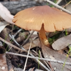 Cortinarius sp. at Crace, ACT - 22 Jun 2021