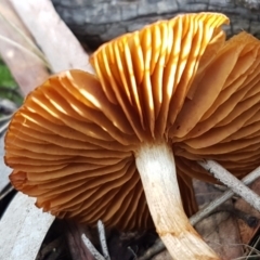 Cortinarius sp. at Crace, ACT - 22 Jun 2021