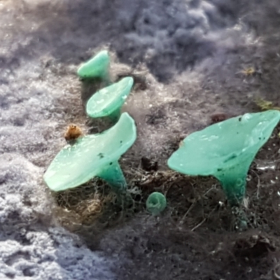 Chlorociboria (An elfcup fungus) at Crace, ACT - 22 Jun 2021 by tpreston