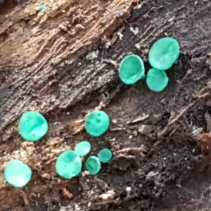 Chlorociboria at Crace, ACT - 22 Jun 2021