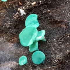 Chlorociboria at Crace, ACT - 22 Jun 2021