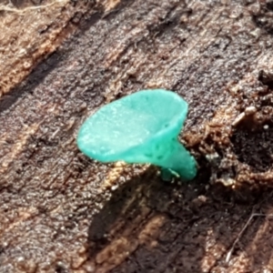 Chlorociboria at Crace, ACT - 22 Jun 2021