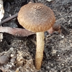 zz agaric (stem; gills not white/cream) at Gungaderra Grasslands - 22 Jun 2021 by tpreston