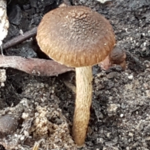 zz agaric (stem; gills not white/cream) at Kaleen, ACT - 22 Jun 2021