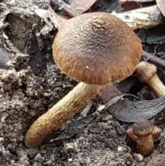 zz agaric (stem; gills not white/cream) at Kaleen, ACT - 22 Jun 2021