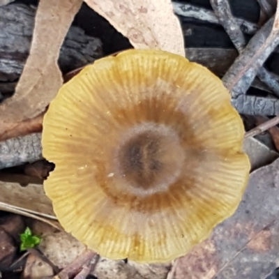 Unverified Cap on a stem; gills below cap [mushrooms or mushroom-like] at Crace, ACT - 22 Jun 2021 by trevorpreston