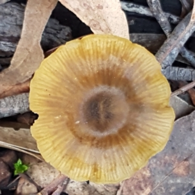 Unidentified Cap on a stem; gills below cap [mushrooms or mushroom-like] at Gungaderra Grasslands - 22 Jun 2021 by tpreston
