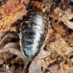 Calolampra sp. (genus) (Bark cockroach) at Gungaderra Grasslands - 22 Jun 2021 by tpreston