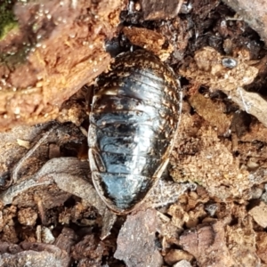 Calolampra sp. (genus) at Kaleen, ACT - 22 Jun 2021