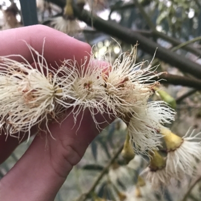 Eucalyptus leucoxylon (Yellow Gum) at Hughes, ACT - 11 Jun 2021 by Tapirlord