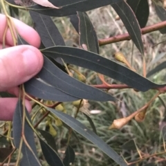 Eucalyptus leucoxylon at Hughes, ACT - 11 Jun 2021