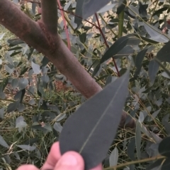 Eucalyptus leucoxylon at Red Hill to Yarralumla Creek - 11 Jun 2021