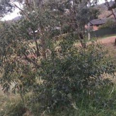 Eucalyptus leucoxylon at Hughes, ACT - 11 Jun 2021