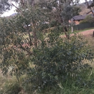 Eucalyptus leucoxylon at Red Hill to Yarralumla Creek - 11 Jun 2021
