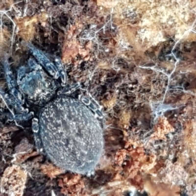 Badumna (genus) (Lattice-web spider) at Kaleen, ACT - 22 Jun 2021 by trevorpreston