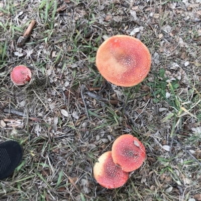 Amanita muscaria (Fly Agaric) at Curtin, ACT - 12 Jun 2021 by Tapirlord