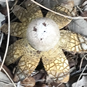 Astraeus hygrometricus at Curtin, ACT - 12 Jun 2021