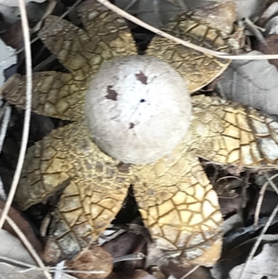 Astraeus hygrometricus (Barometer Earthstar) at Curtin, ACT - 12 Jun 2021 by Tapirlord