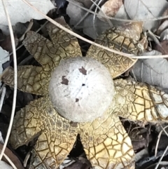 Astraeus hygrometricus at Curtin, ACT - 12 Jun 2021