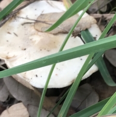 Unidentified Cap on a stem; gills below cap [mushrooms or mushroom-like] at Curtin, ACT - 12 Jun 2021 by Tapirlord