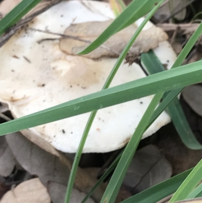 Unverified Cap on a stem; gills below cap [mushrooms or mushroom-like] at Curtin, ACT - 12 Jun 2021 by Tapirlord