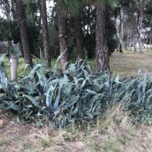 Agave americana at Curtin, ACT - 12 Jun 2021 11:39 AM