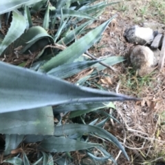 Agave americana at Curtin, ACT - 12 Jun 2021 11:39 AM