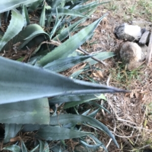 Agave americana at Curtin, ACT - 12 Jun 2021