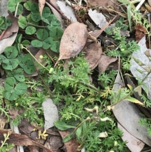 Cotula australis at Curtin, ACT - 12 Jun 2021