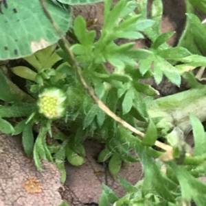 Cotula australis at Curtin, ACT - 12 Jun 2021