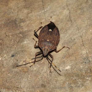 Poecilometis strigatus at Kambah, ACT - 19 Jun 2021 05:30 PM