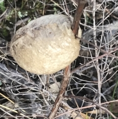 Mantidae - egg case (family) (Egg case of praying mantis) at Burra, NSW - 14 Jun 2021 by Tapirlord