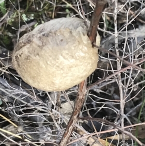 Mantidae - egg case (family) at Burra, NSW - 14 Jun 2021 10:04 AM