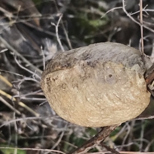 Mantidae - egg case (family) at Burra, NSW - 14 Jun 2021 10:04 AM