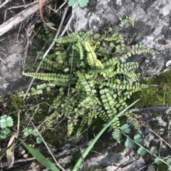 Asplenium trichomanes (Common Spleenwort) at Burra, NSW - 14 Jun 2021 by Tapirlord