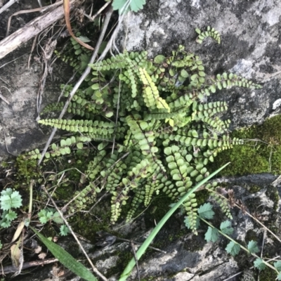 Asplenium trichomanes (Common Spleenwort) at Googong Foreshore - 14 Jun 2021 by Tapirlord