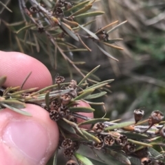 Kunzea ericoides at Burra, NSW - 14 Jun 2021 10:26 AM