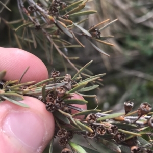 Kunzea ericoides at Burra, NSW - 14 Jun 2021