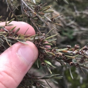 Kunzea ericoides at Burra, NSW - 14 Jun 2021 10:26 AM