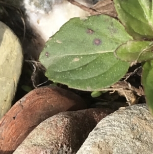 Mentha x piperita at Burra, NSW - 14 Jun 2021 10:32 AM